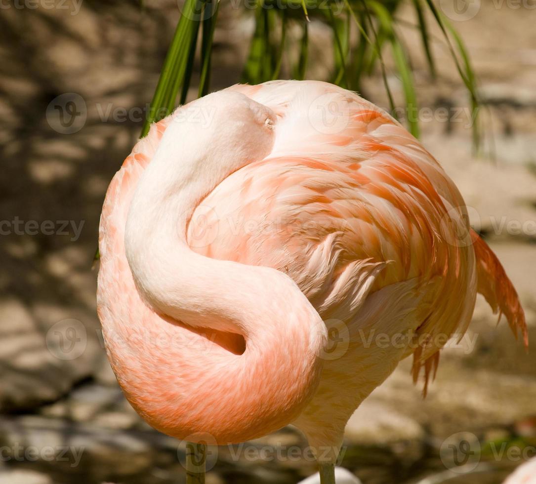 ruhender Flamingo foto