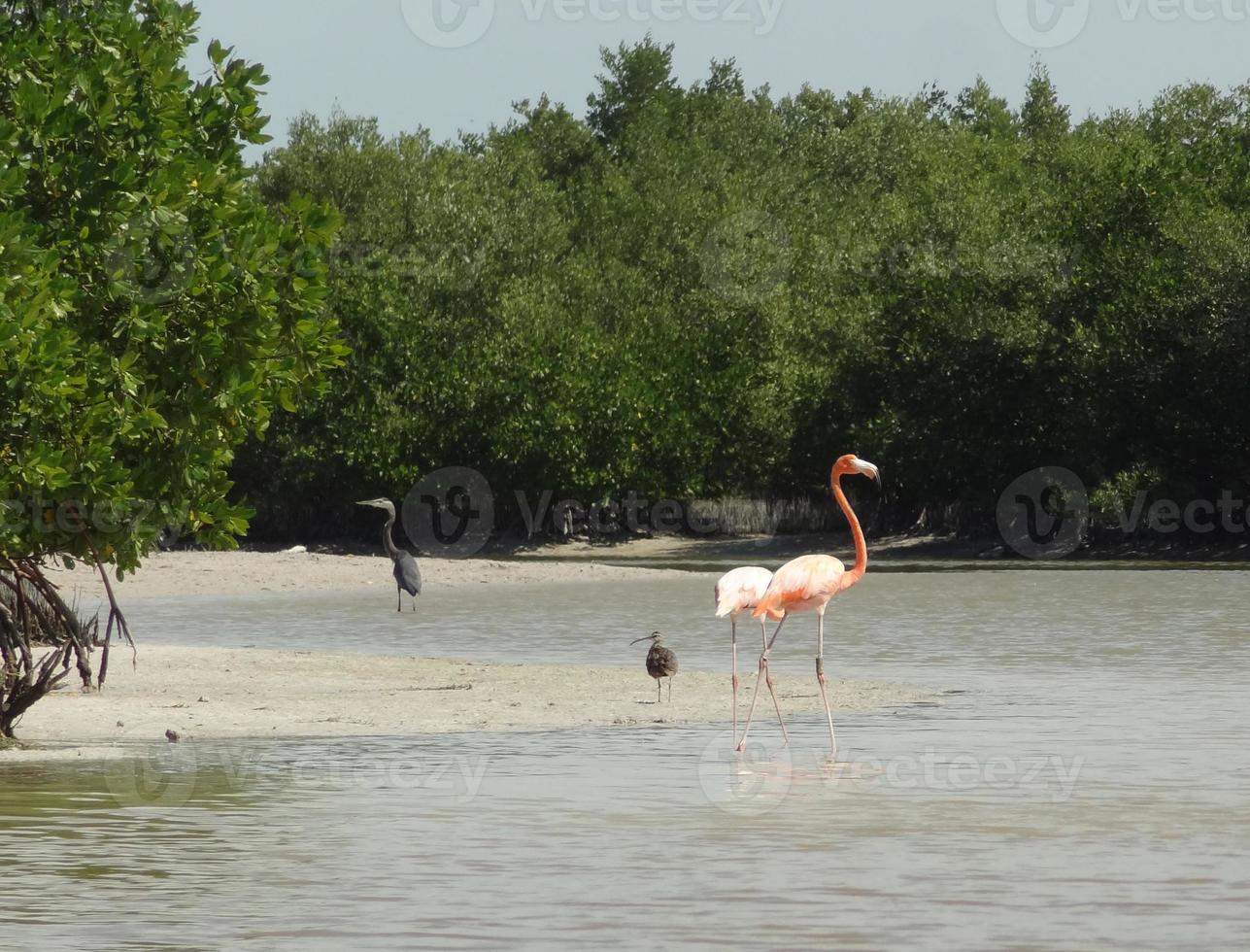 mexikanischer Flamingo foto