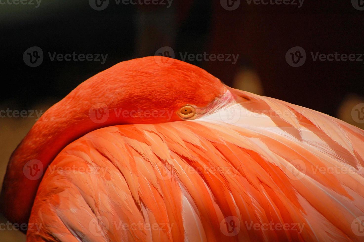 amerikanischer Flamingo hautnah foto
