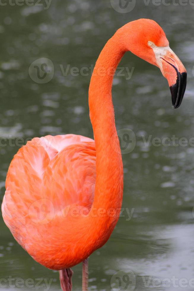 rosa Flamingo im Wasser foto