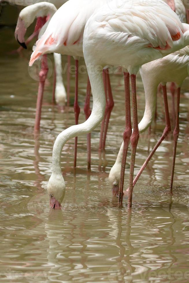 Gruppe von Flamingos im Teich foto