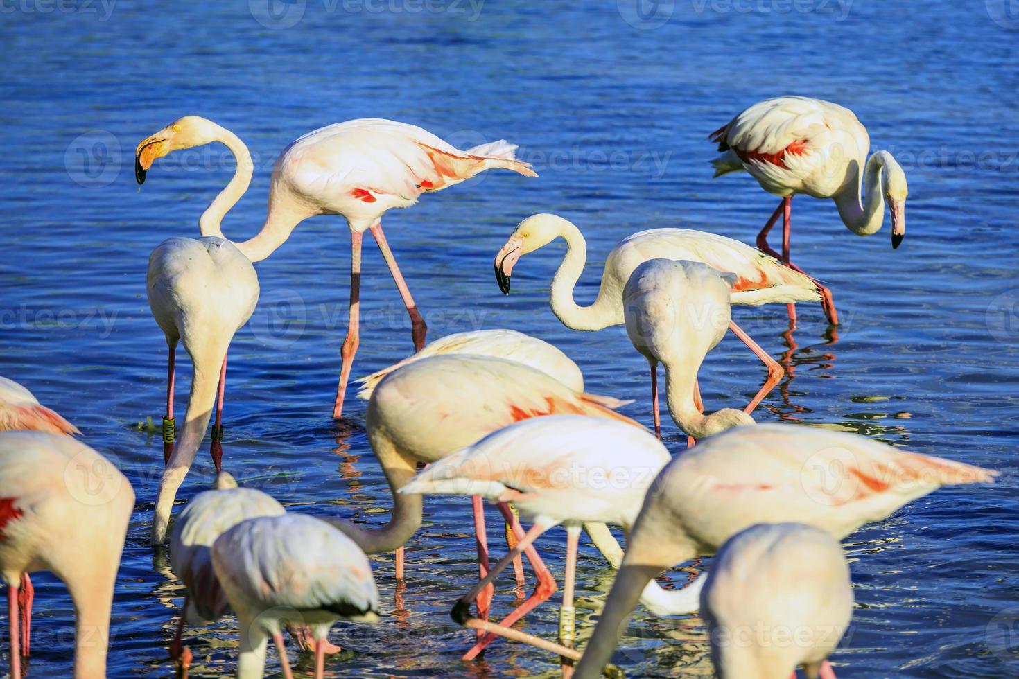 Packung mit rosa Flamingos foto