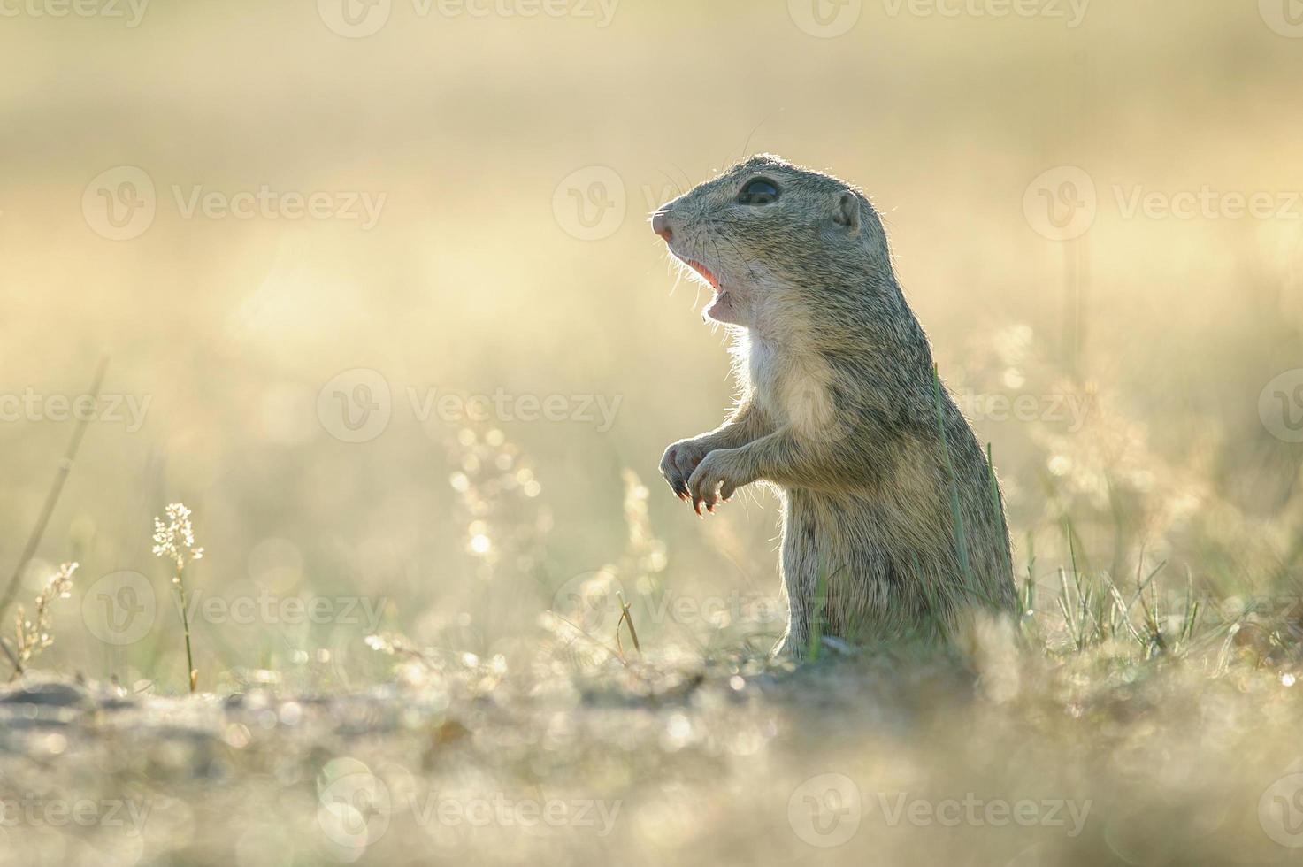 Europäisches Grundeichhörnchen mit offenem Mund foto