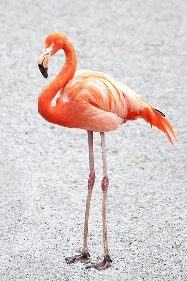 amerikanischer Flamingo (phoenicopterus ruber) foto