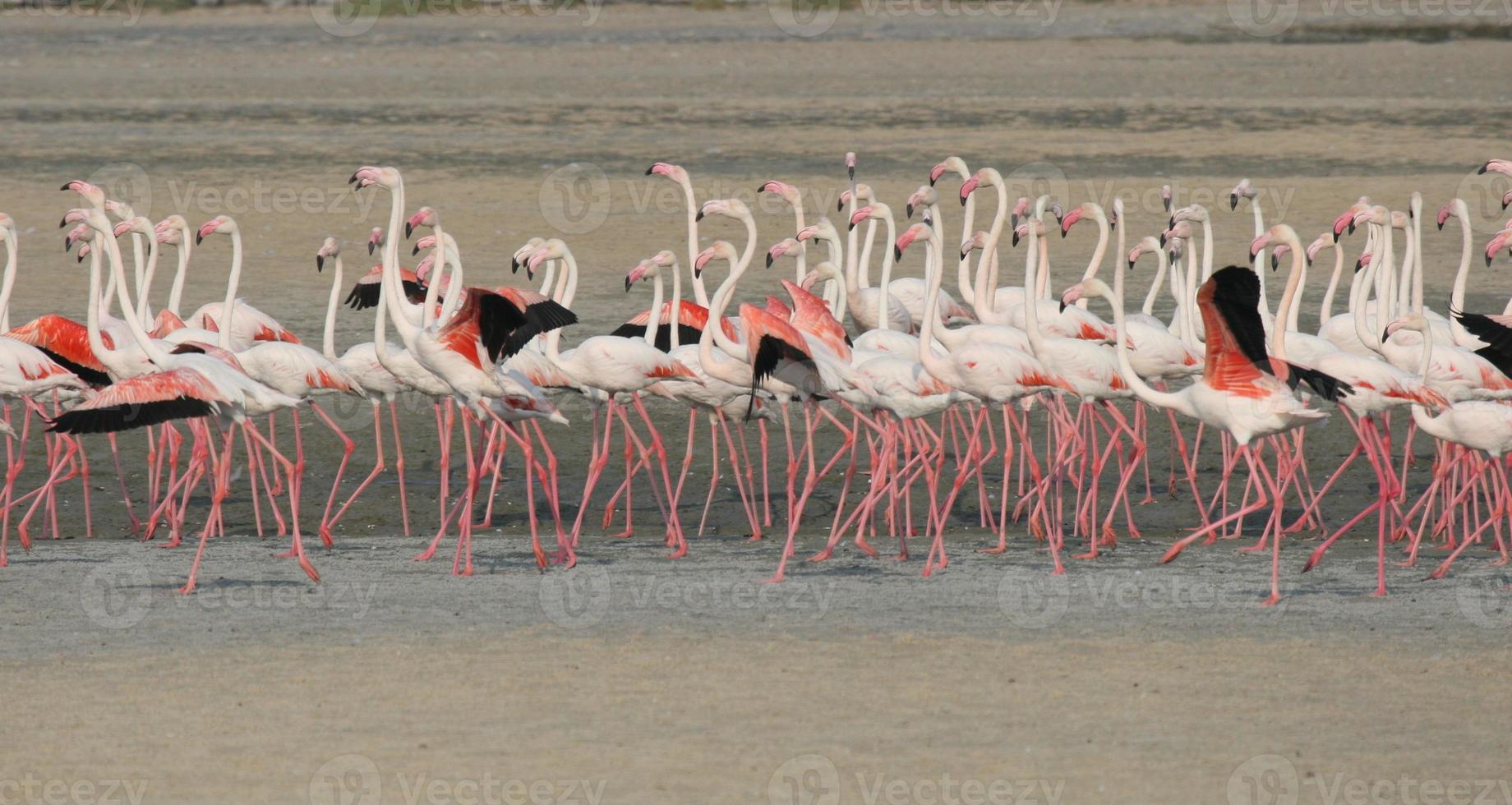 größerer Flamingo (phoenicopterus roseus) foto