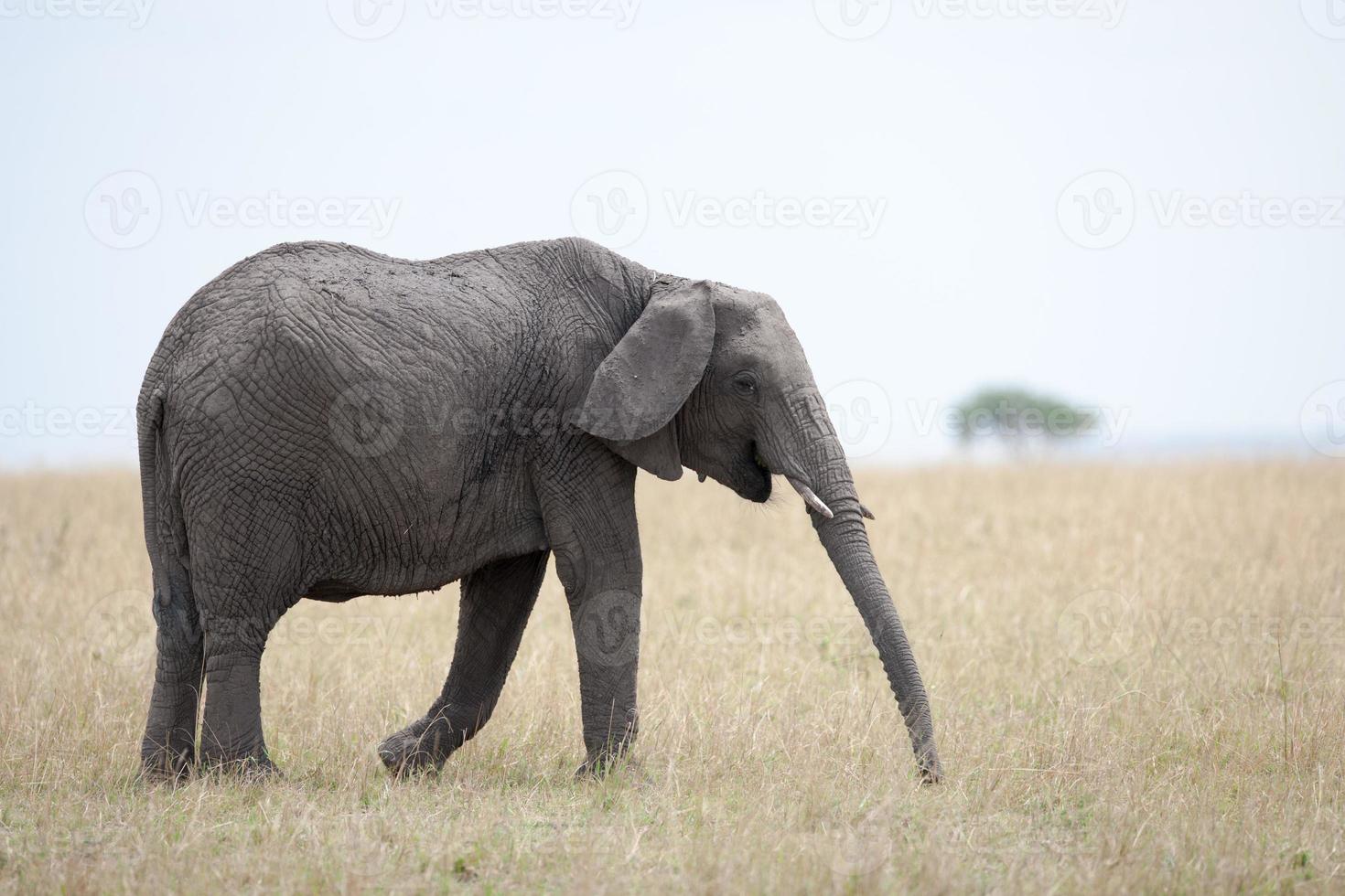 Elefant foto