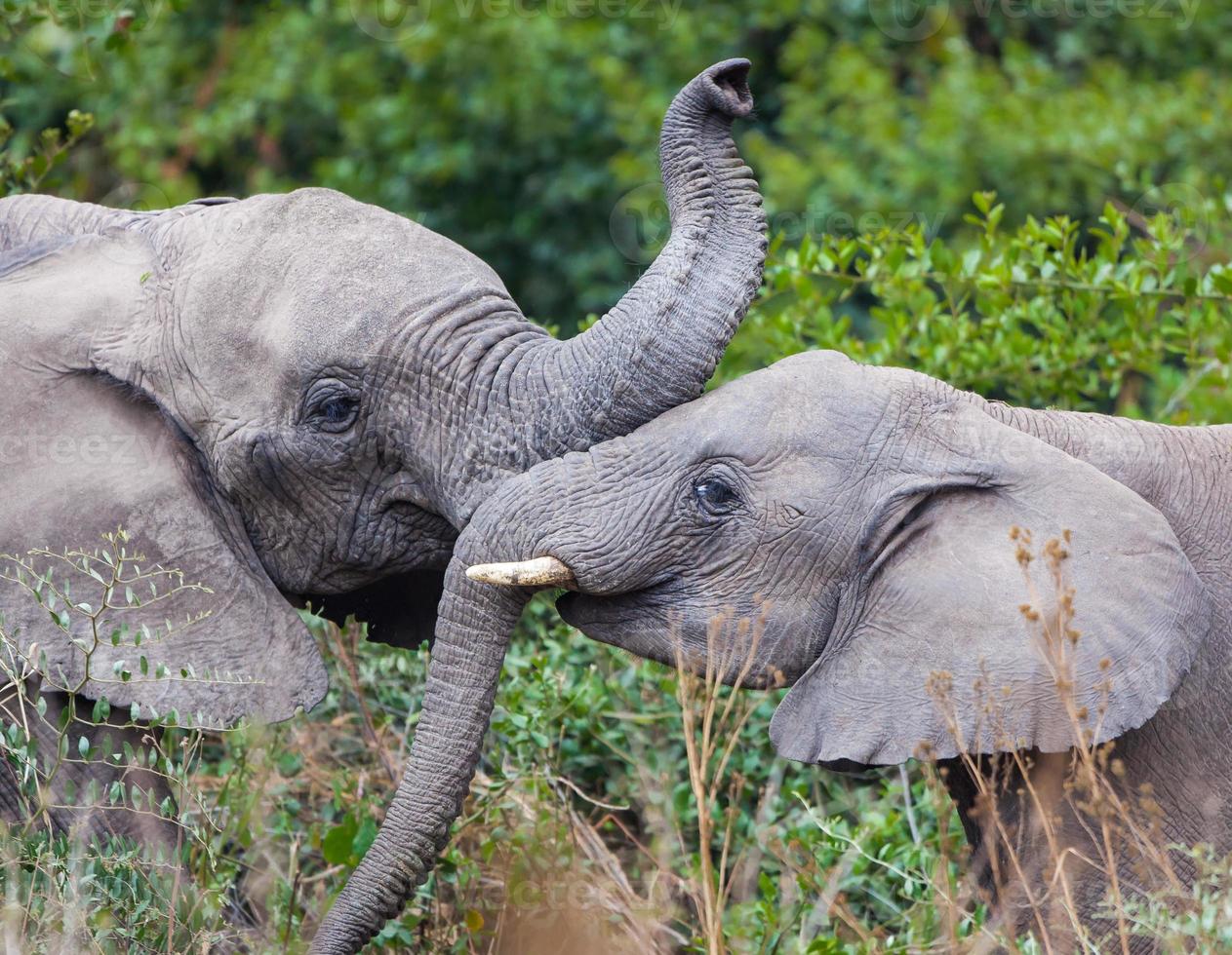 junge Elefanten spielen foto