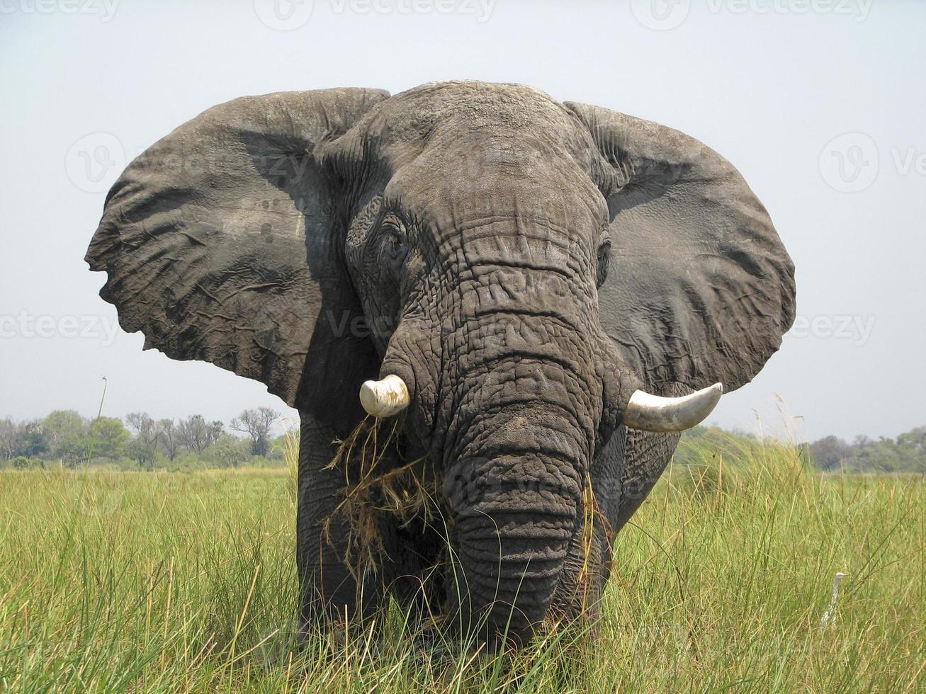 Okavango Delta Elefant foto