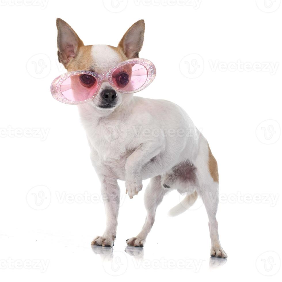 junge Chihuahua foto