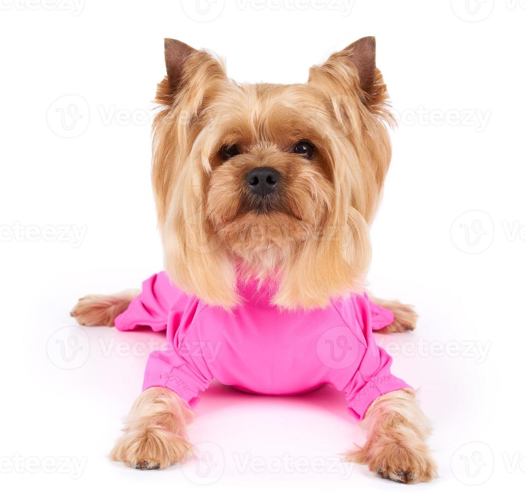 Hund in rosa Overalls foto