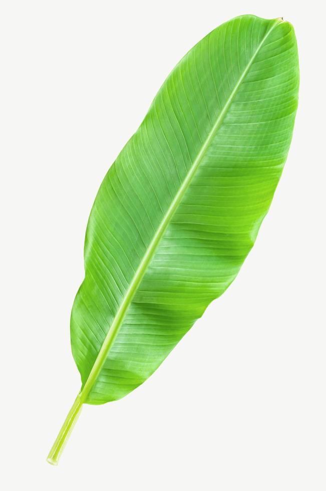 Bananenblatt hintrgrund isoliert weiß foto