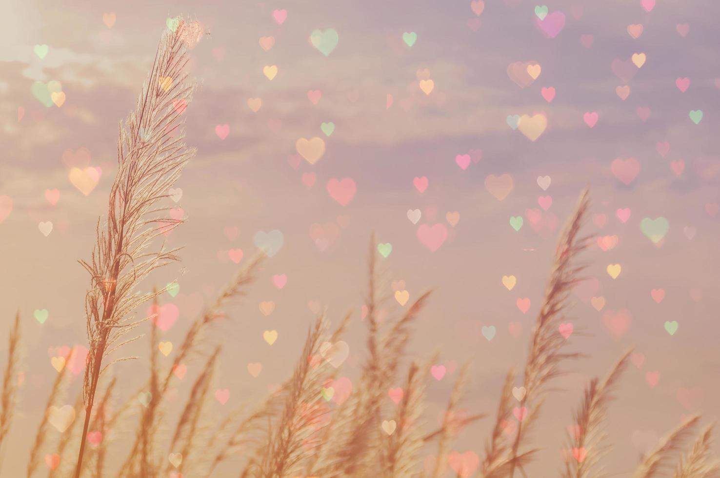 doppelbelichtung von weich fokussierten braunen grasblumen und unscharfem herzbokeh im vintage-farbstil foto