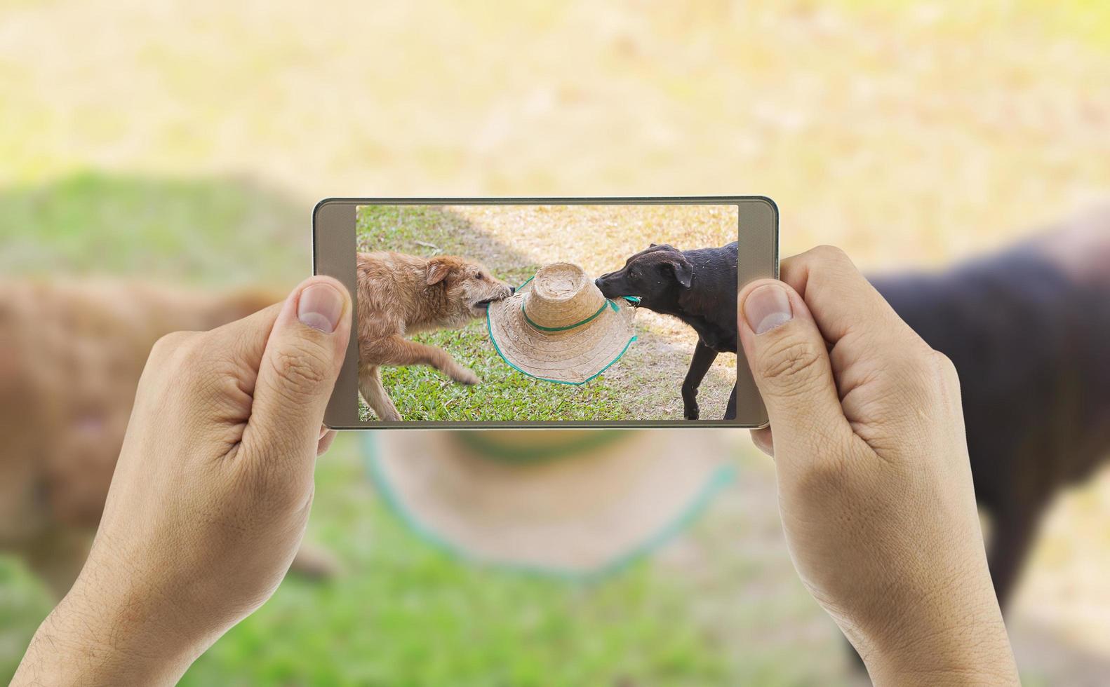 Ein Mann benutzt ein Handy, um ein Foto von zwei Hunden zu machen, die zusammen spielen und versuchen, sich im halbschattigen Bereich der Wiese einen Hut zu schnappen