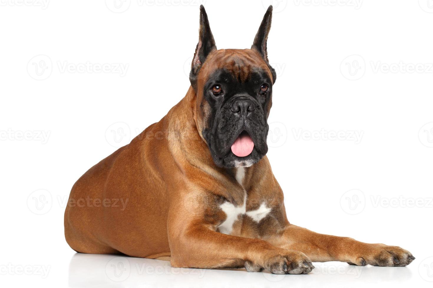 Boxerhund auf weißem Hintergrund foto