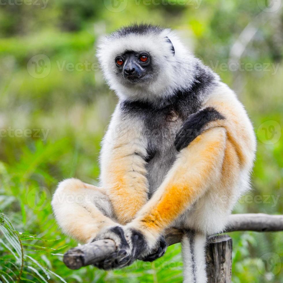 Lemur in Madagaskar foto