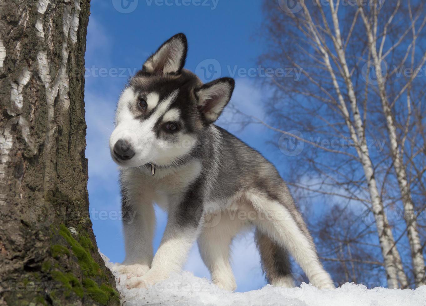 Siberian Husky Welpe foto