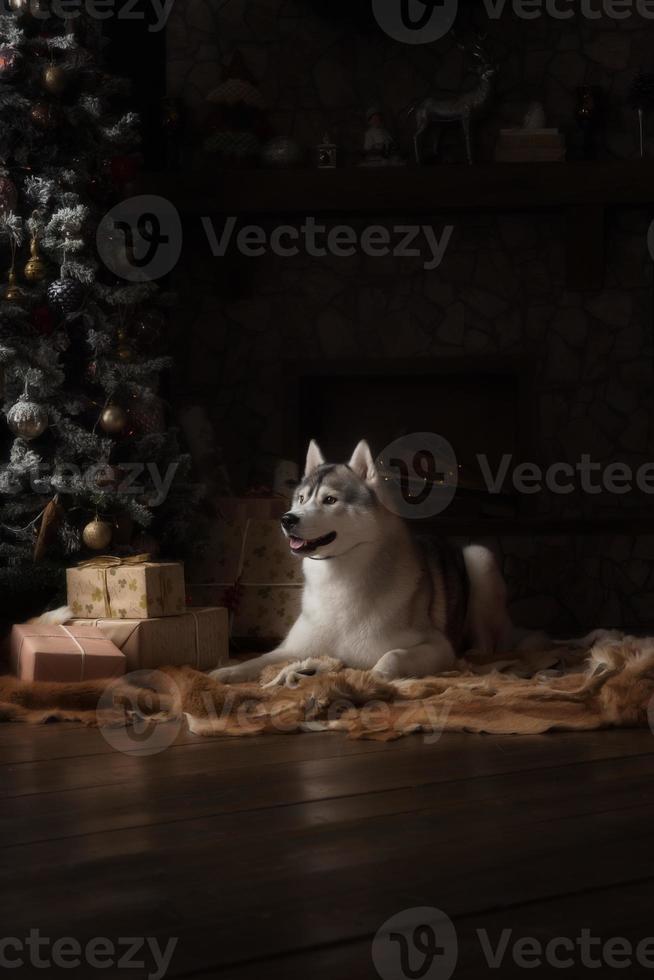 Hunderasse Siberian Husky, Porträthund auf einer Studiofarbe foto