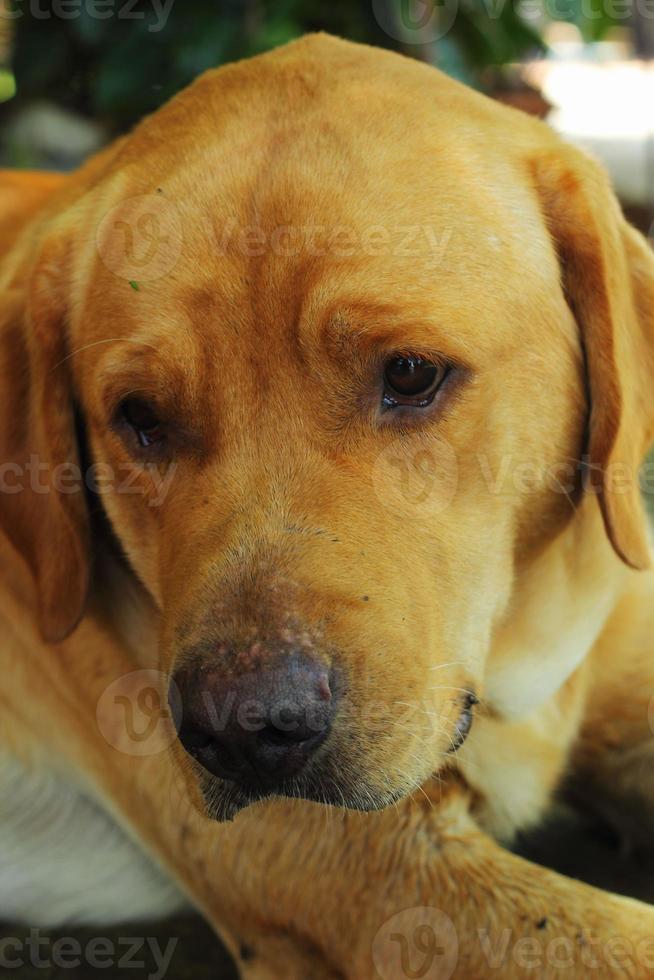 Labrador-Hunde. foto