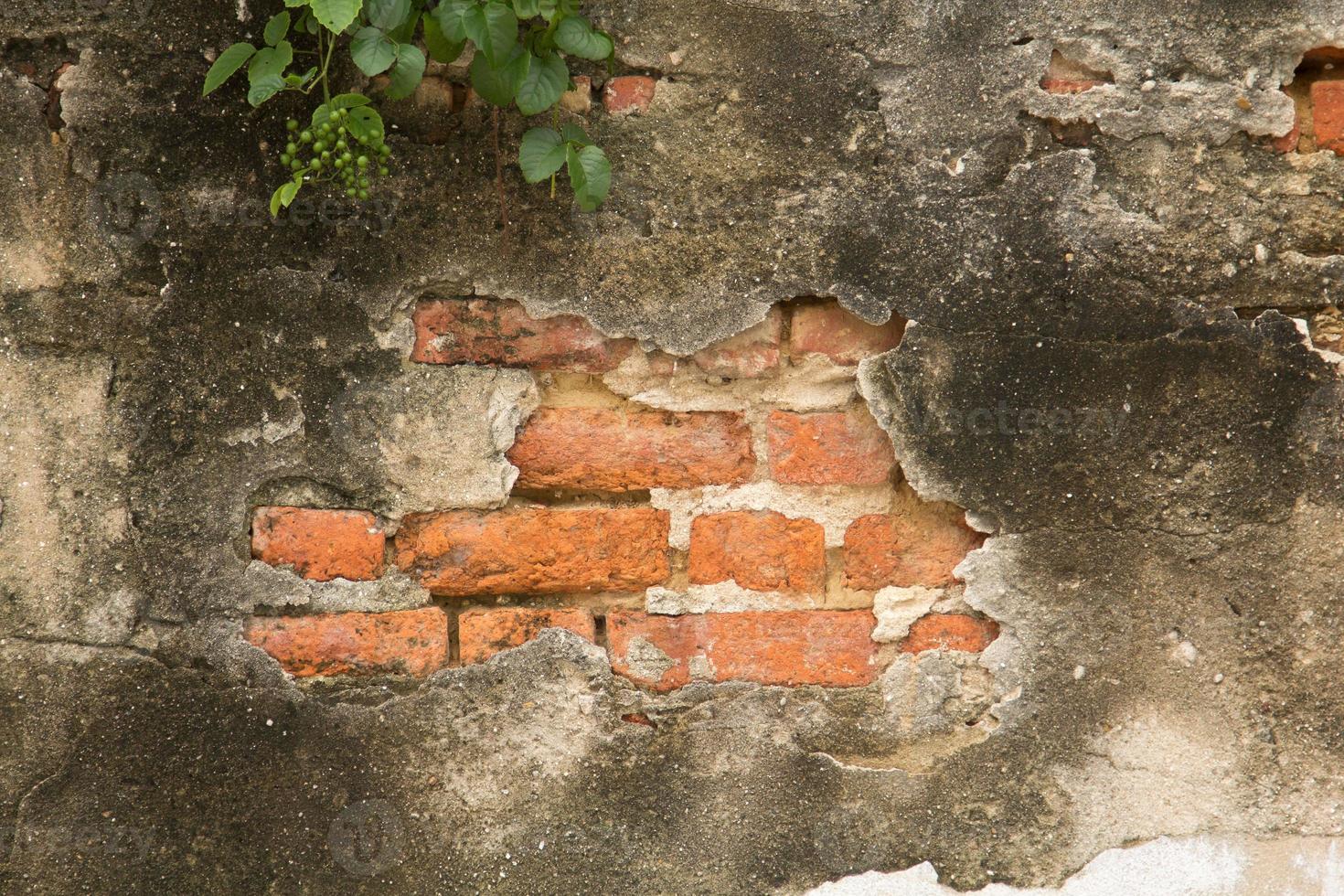 Alte Zementmauern der Vergangenheit sind alte Gefängnismauern aus rotem Backstein mit Rissen, Mustern, Flecken und Schmutz, die im Laufe der Zeit von der Vergangenheit in die Gegenwart mit Blättern bedeckt sind. foto