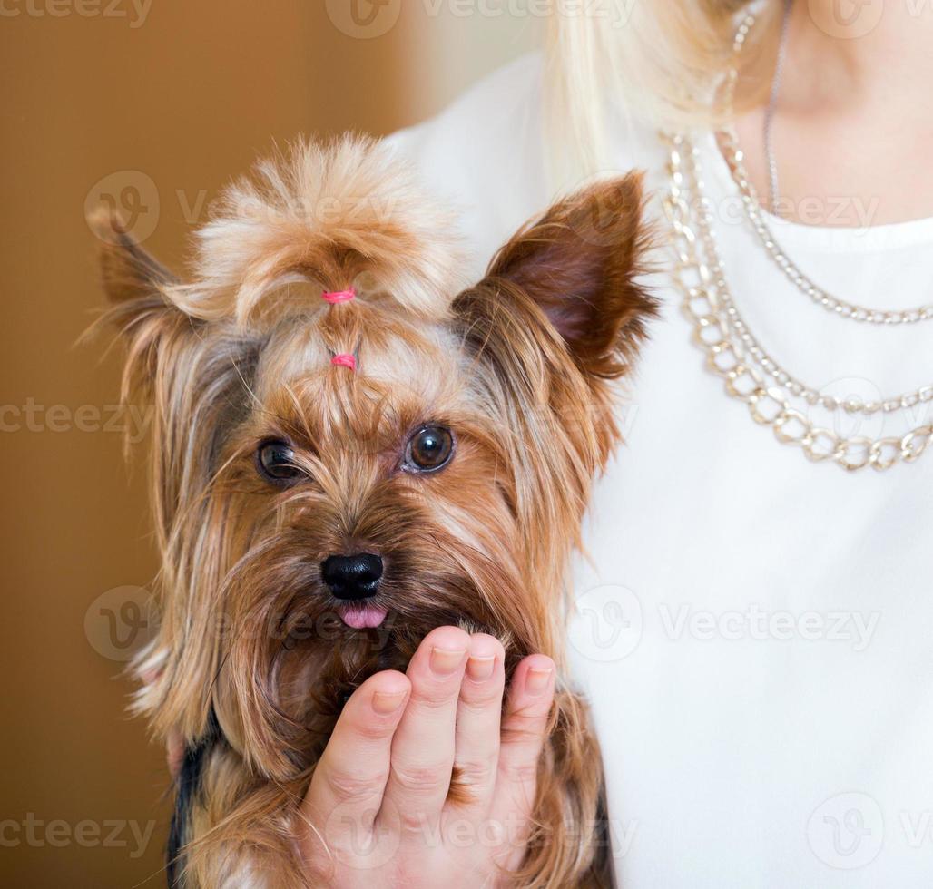 lustiger Yorkshire Terrier auf Händen foto