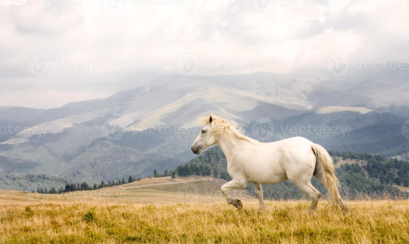 weißes Pferd foto