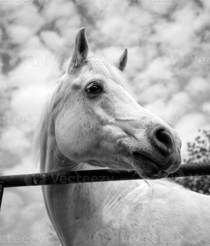 schönes weißes arabisches Pferd, das richtig schaut foto