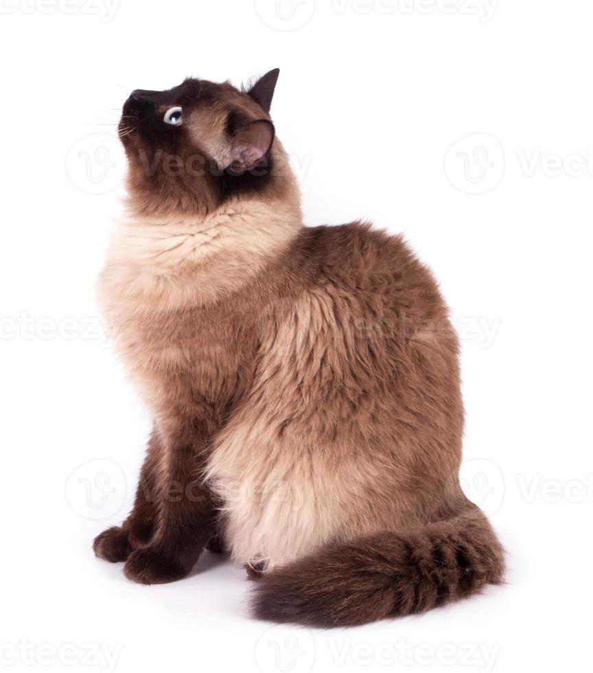 Porträt einer siamesischen Katze foto