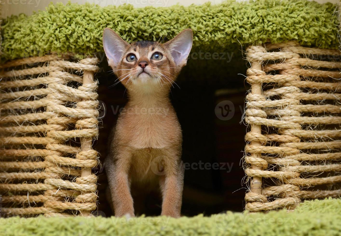 Porträt eines niedlichen abessinischen Kätzchens foto