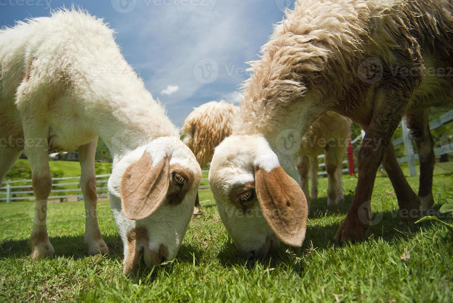 Schafe, die auf grüner Weide grasen foto
