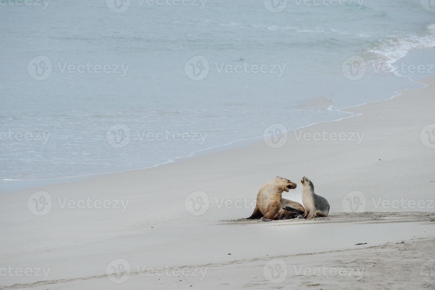 Neugeborener australischer Seelöwe auf Sandstrandhintergrund foto
