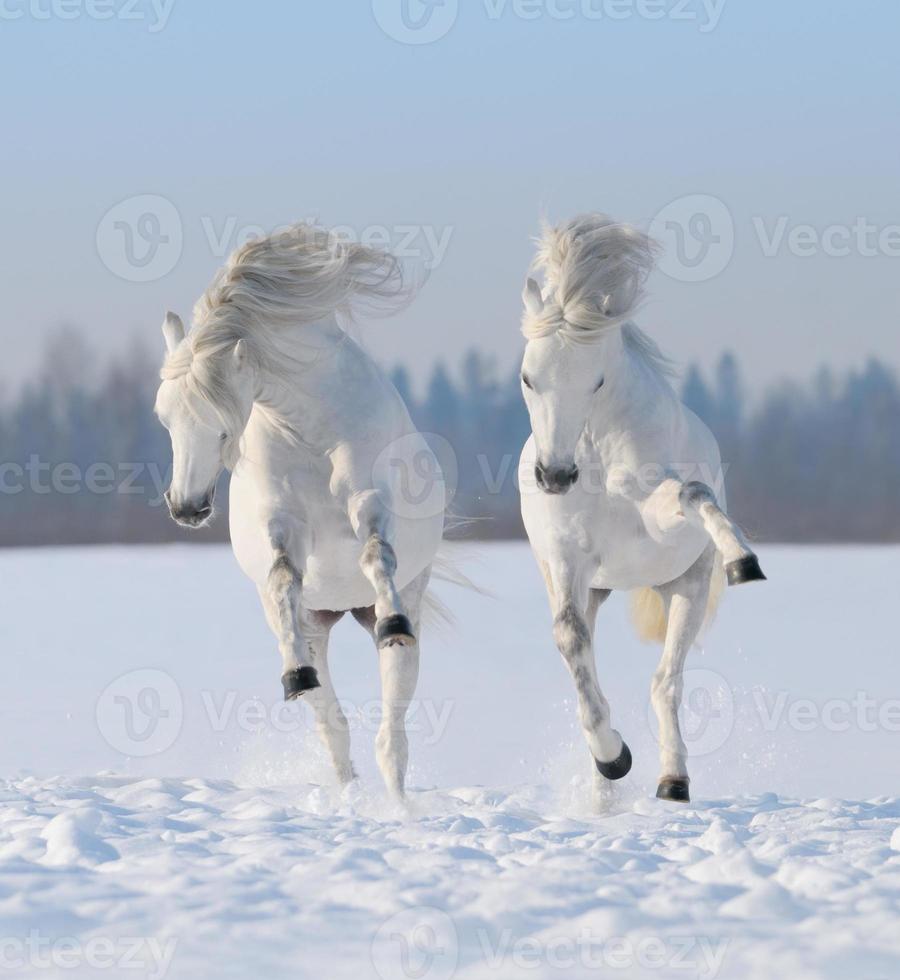 ein paar schneeweiße Pferde, die im Schnee galoppieren foto