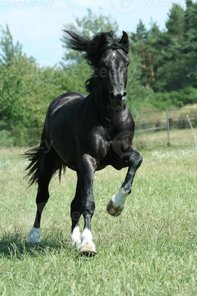 schwarzes Pferd foto
