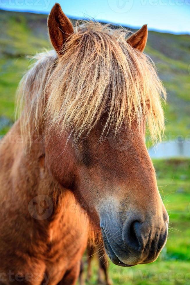 isländisches Pony foto
