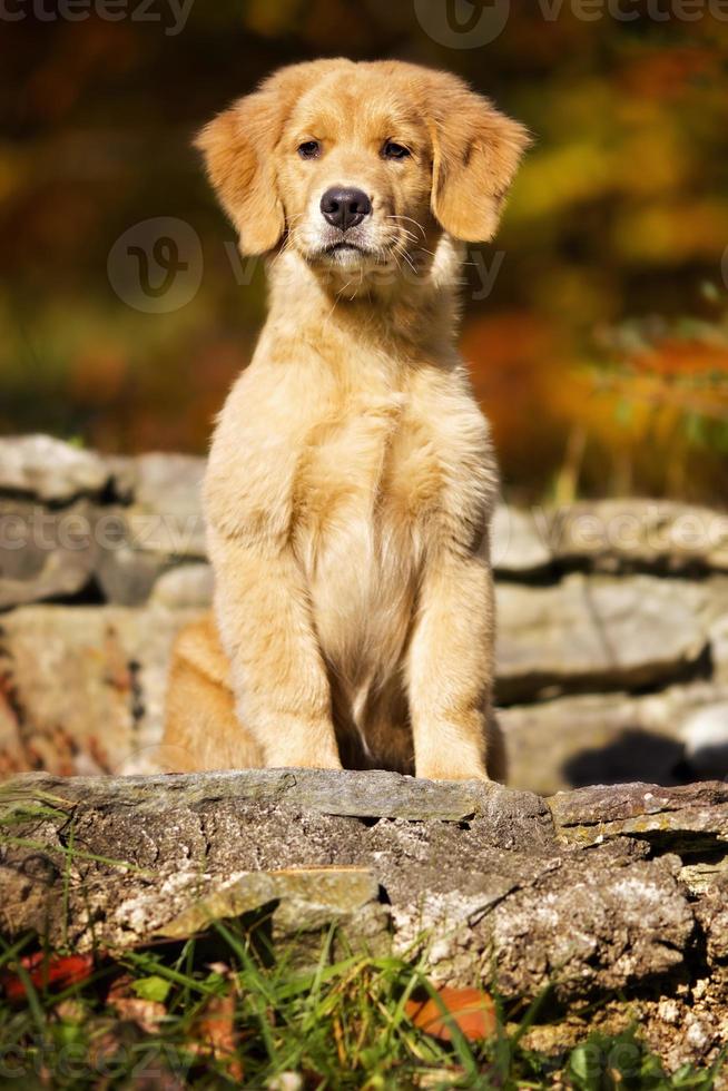 Hund: Golden Retriever Welpe foto