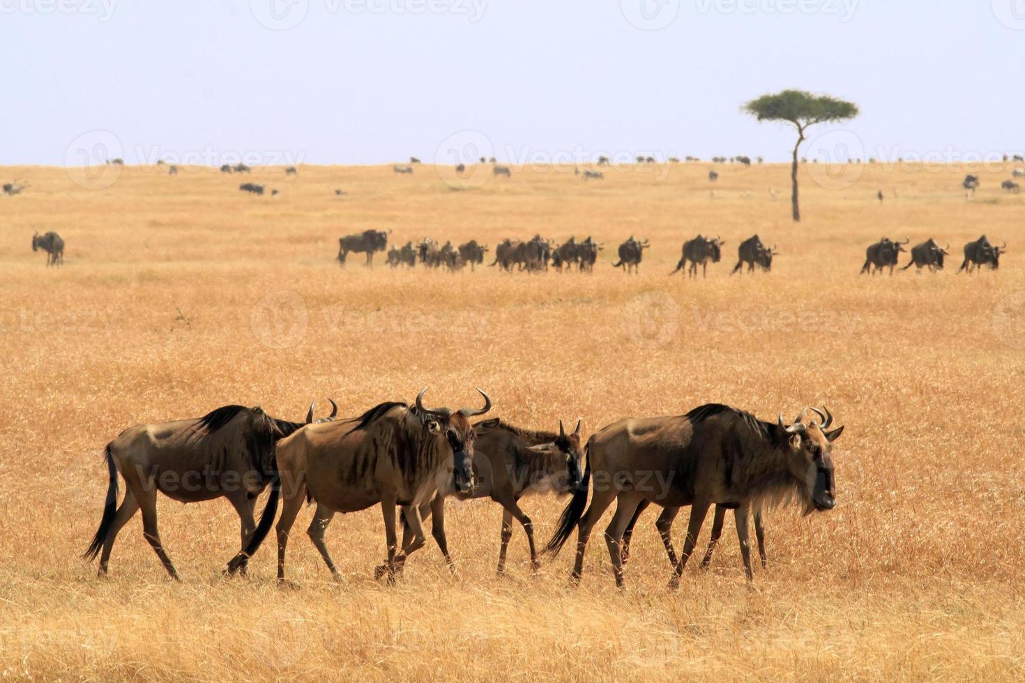 Masai Mara Wildtier foto