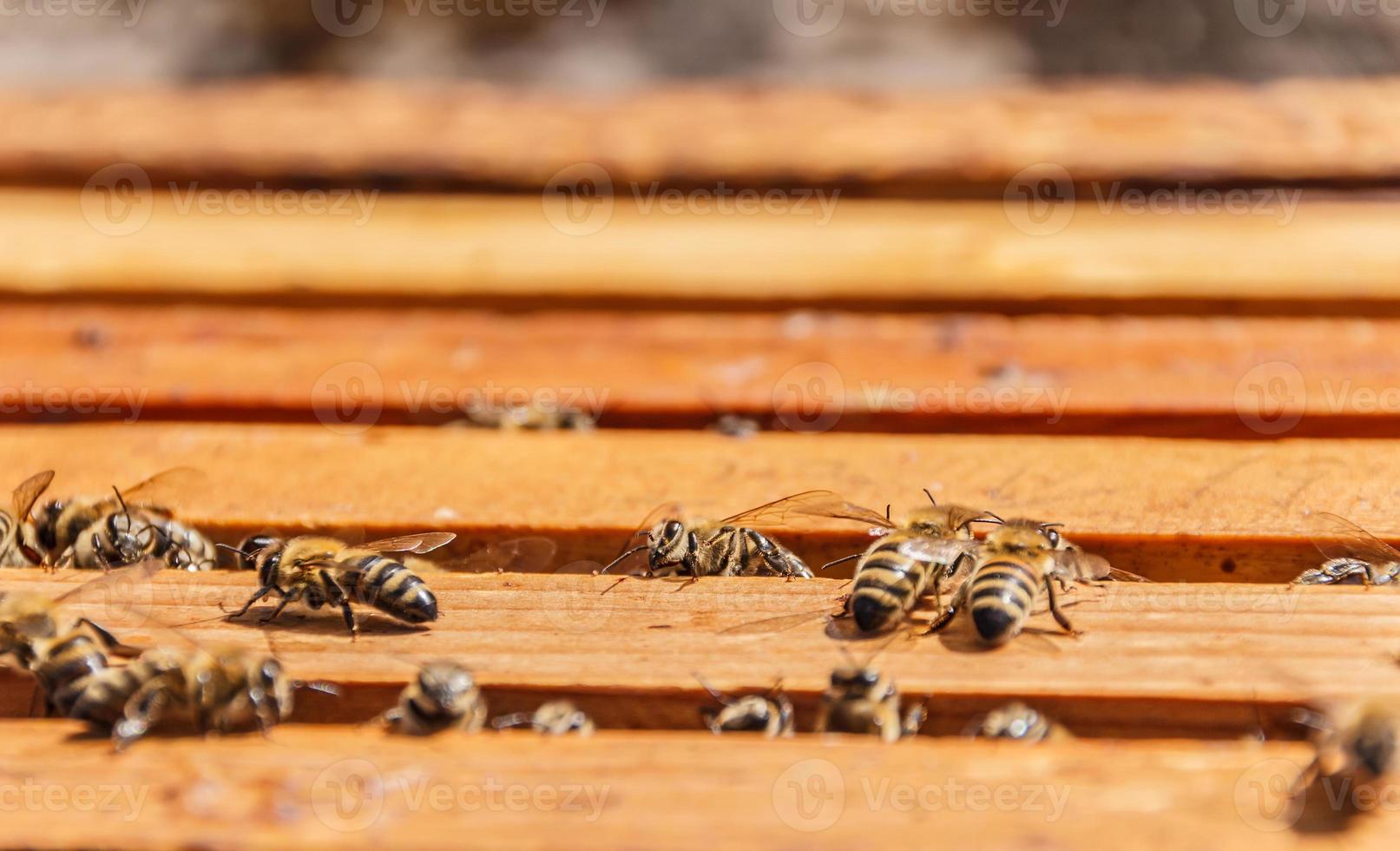 Bienen auf Wabenrahmen foto