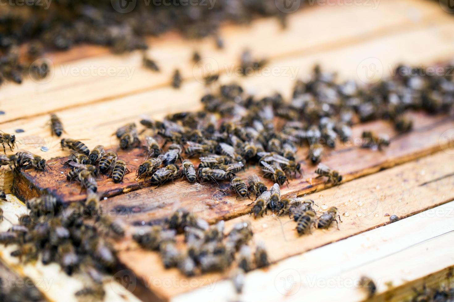 beschäftigte Bienen, Nahaufnahme der arbeitenden Bienen foto