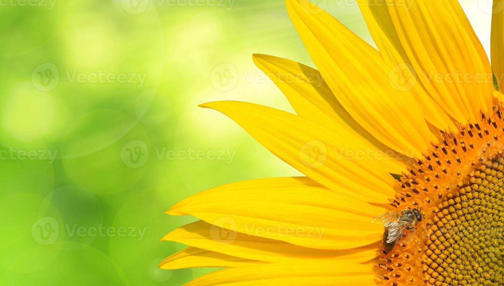Honigbiene auf einer Sonnenblume foto