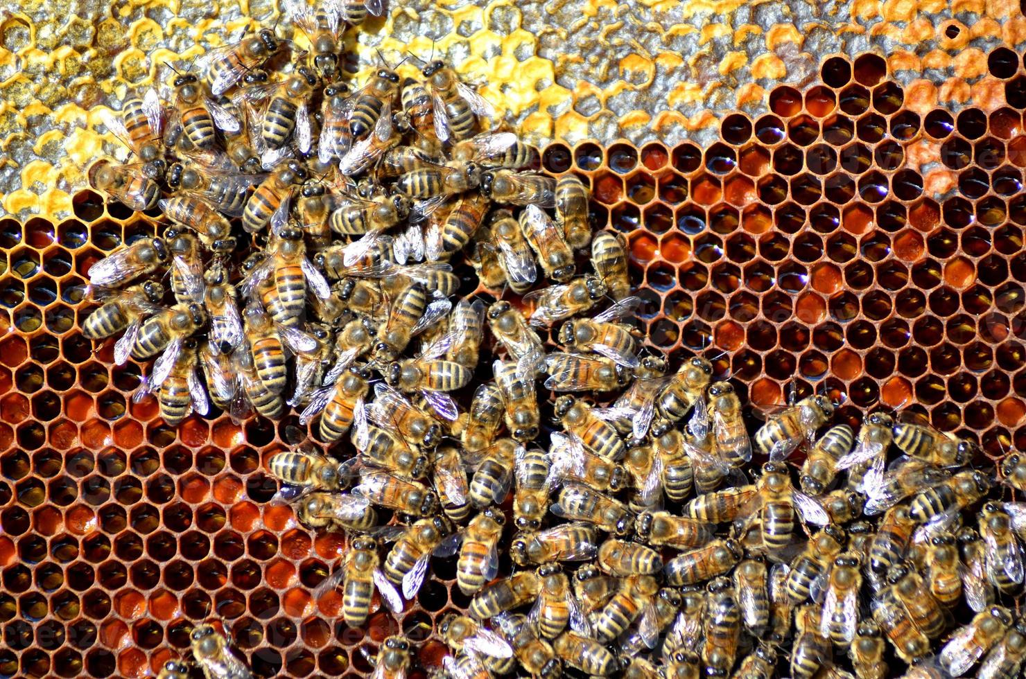 Bienen auf Waben foto