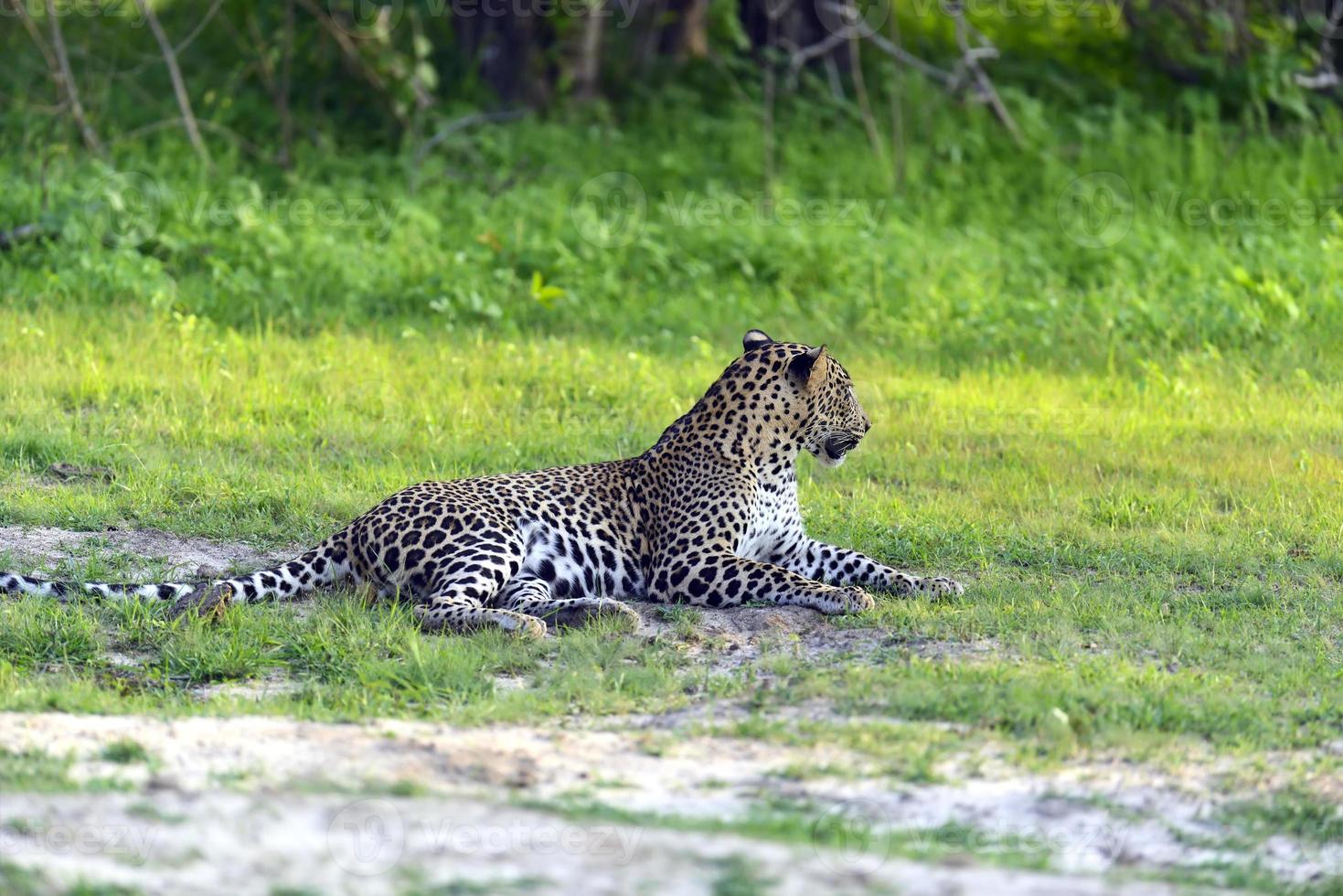 Leopard foto