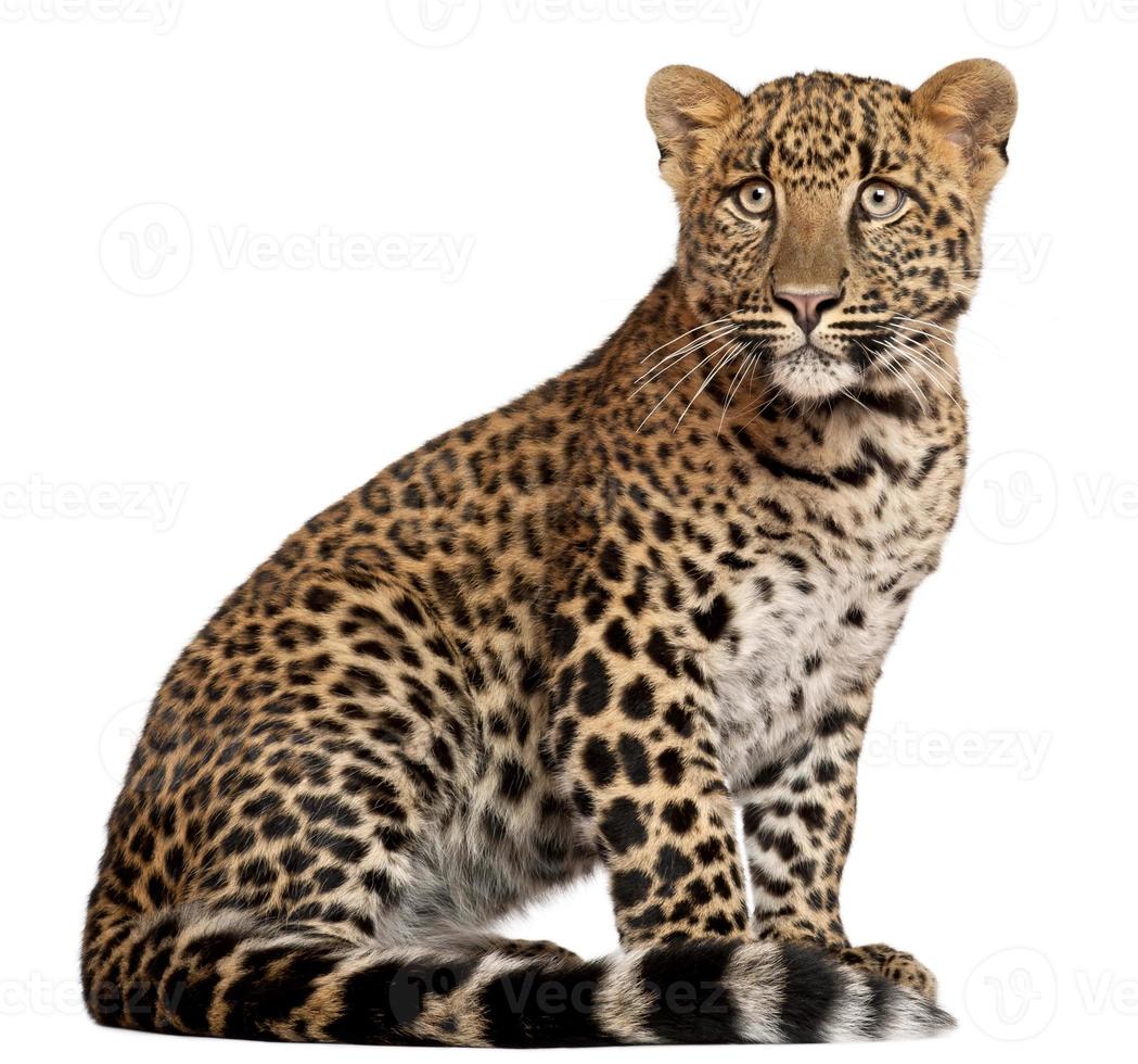 Leopard, Panthera Pardus, sechs Monate alt, sitzend, weißer Hintergrund. foto