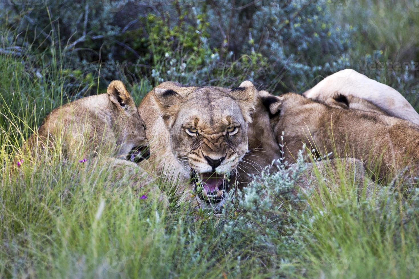 Löwin brüllt Jungen an foto