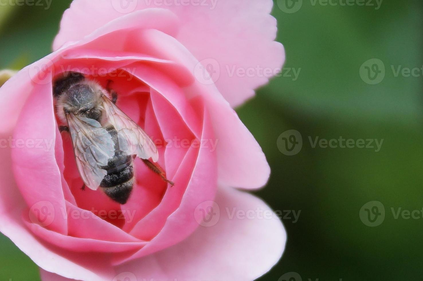 die Rose und die Biene ... foto