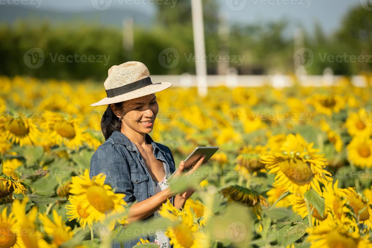 agronom mit einem tablet in den händen arbeitet auf dem feld mit sonnenblumen. online verkaufen. das mädchen arbeitet auf dem feld und analysiert das wachstum der pflanzenkultur. Moderne Technologie. Landwirtschaftskonzept. foto