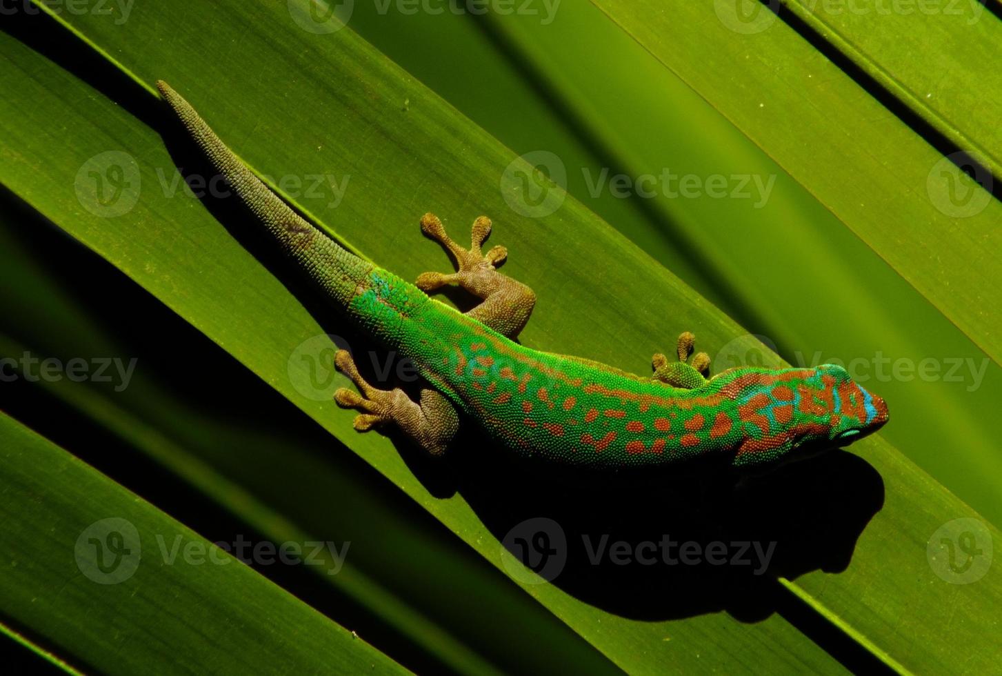 bunter Gecko foto