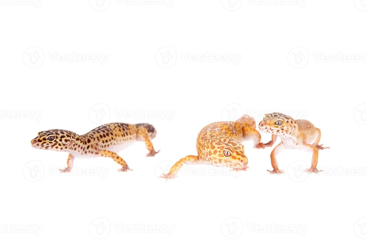Leopardgecko auf einem weißen Hintergrund foto