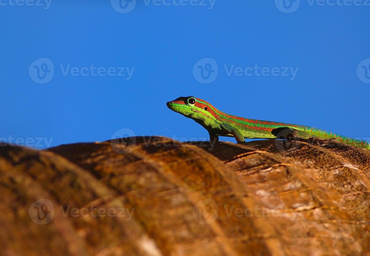 Gecko auf Palme foto