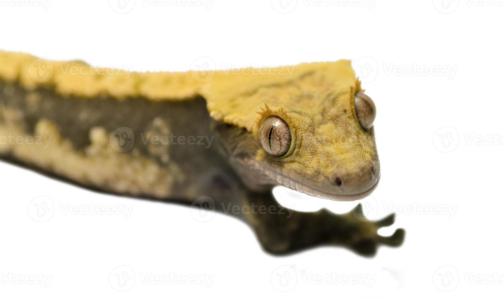 Gecko mit Eidechsenhaube isoliert auf weißem Hintergrund foto