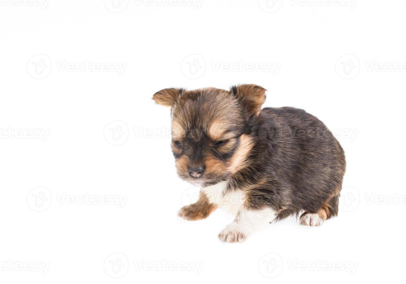 lustige Welpen-Chihuahua-Posen auf weißem Hintergrund foto