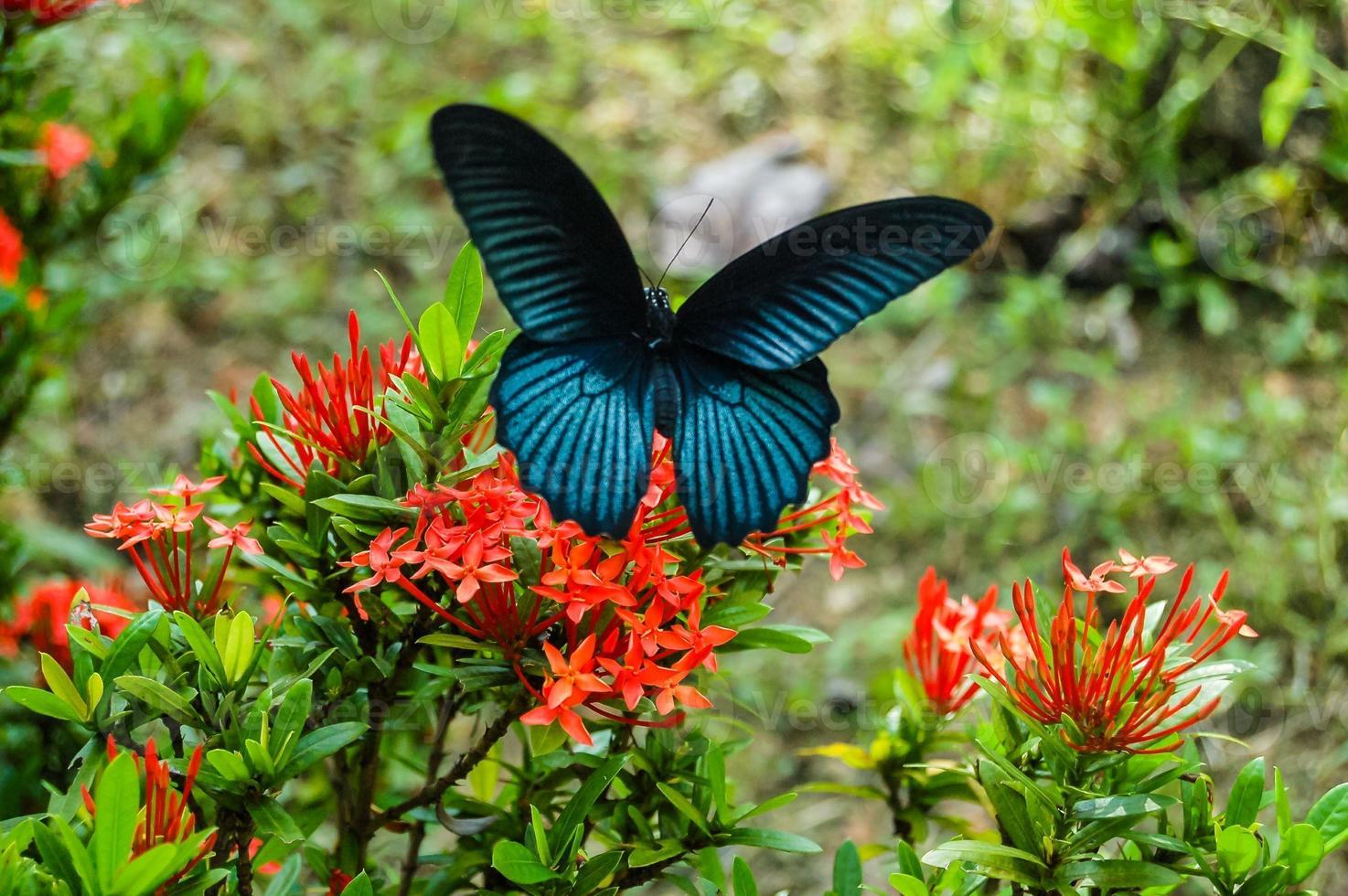 großer tropischer Schmetterling foto